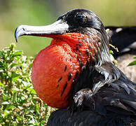 Magnificent Frigatebird