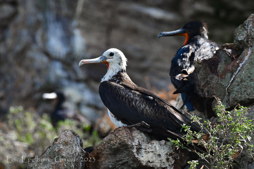 Magnificent Frigatebird