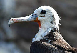 Magnificent Frigatebird