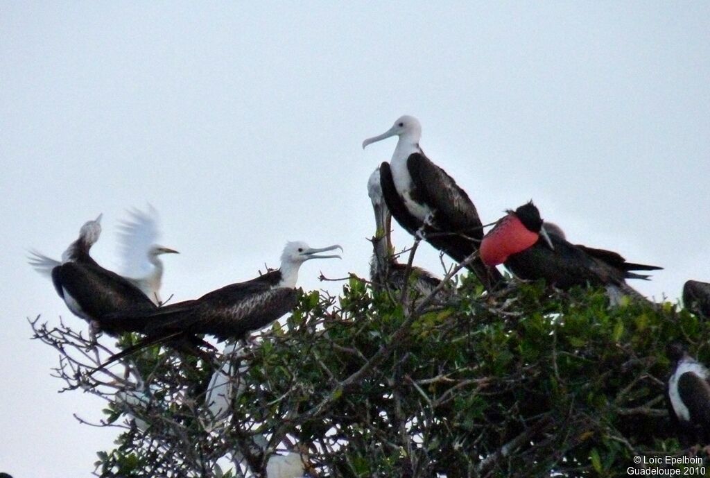 Magnificent Frigatebird