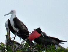 Magnificent Frigatebird