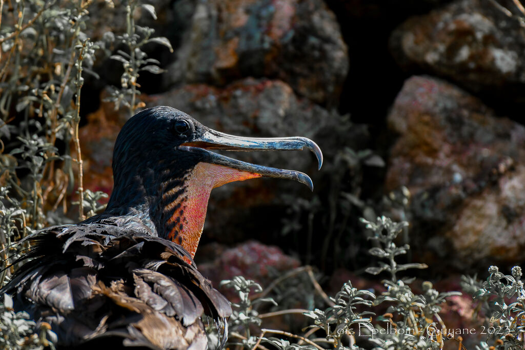 Magnificent Frigatebird