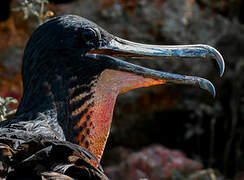 Magnificent Frigatebird