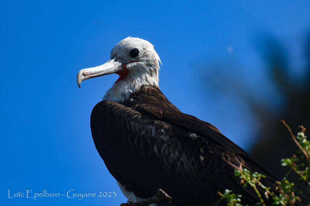 Magnificent Frigatebird