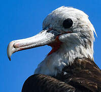 Magnificent Frigatebird