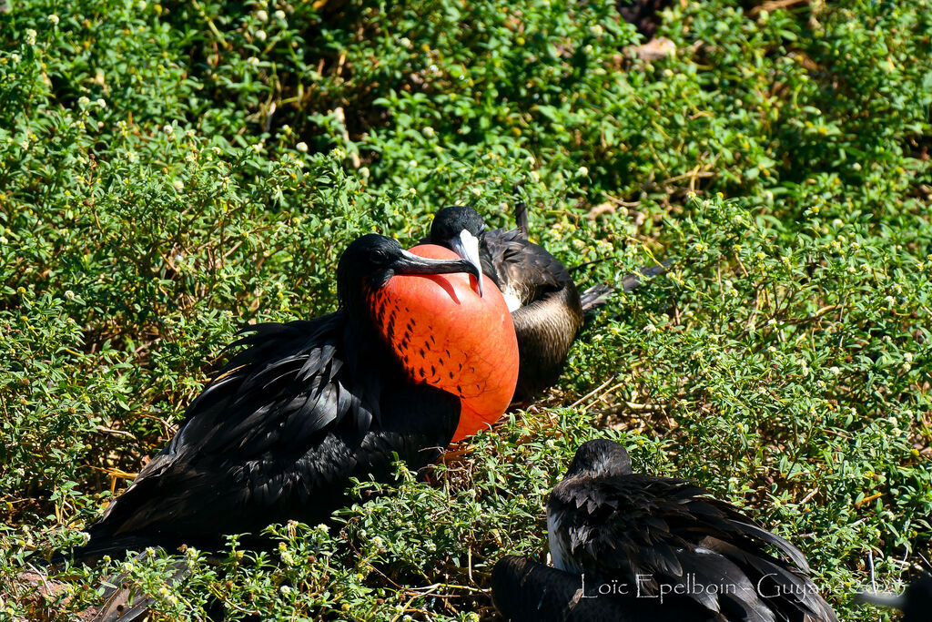 Magnificent Frigatebird