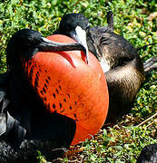 Magnificent Frigatebird