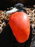 Magnificent Frigatebird