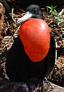 Magnificent Frigatebird