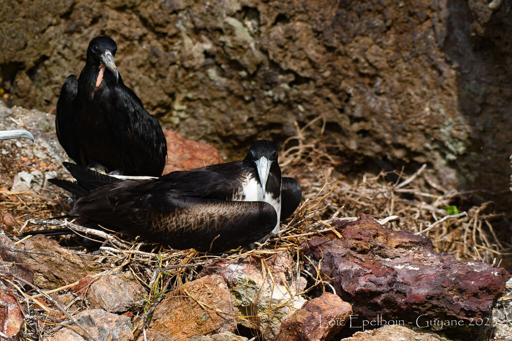 Magnificent Frigatebird