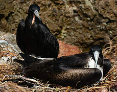 Magnificent Frigatebird