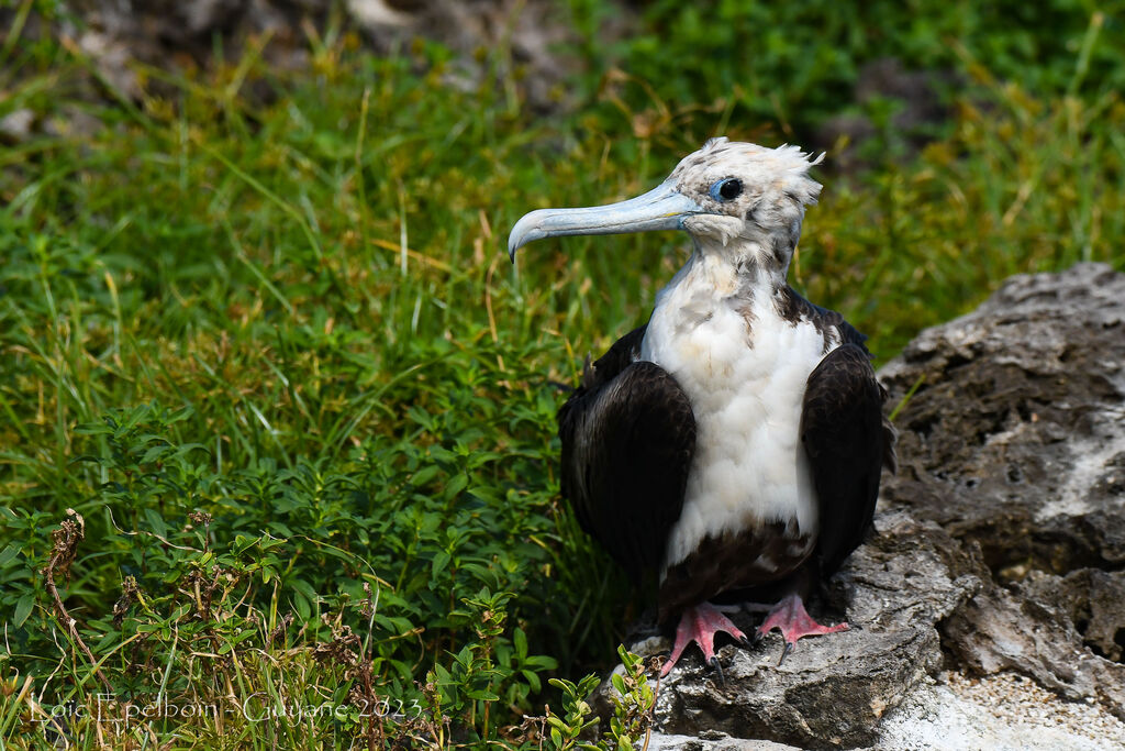 Magnificent Frigatebird