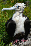 Magnificent Frigatebird