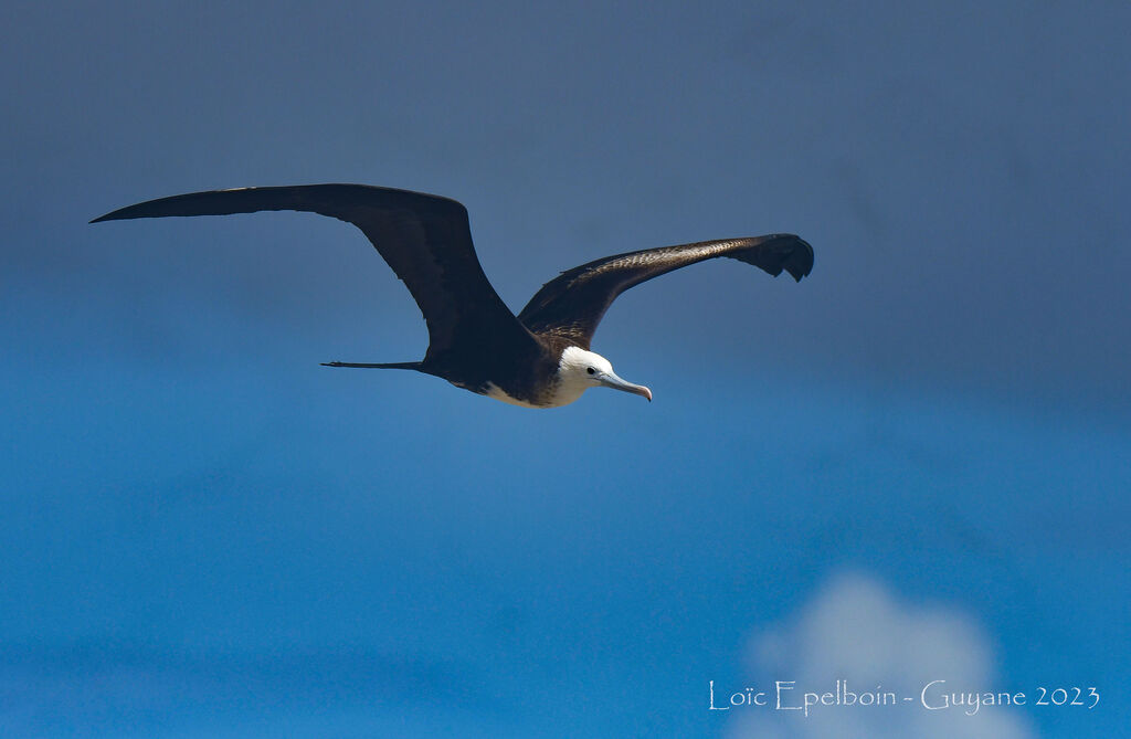 Magnificent Frigatebird