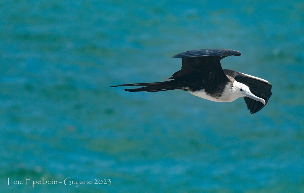 Magnificent Frigatebird