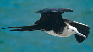 Magnificent Frigatebird