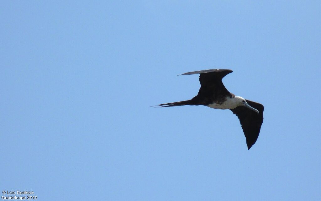 Magnificent Frigatebird