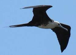 Magnificent Frigatebird