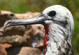 Magnificent Frigatebird