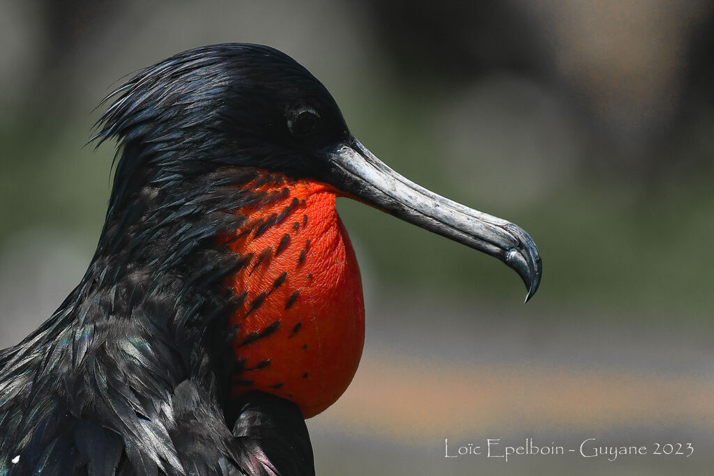 Magnificent Frigatebird