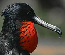 Magnificent Frigatebird