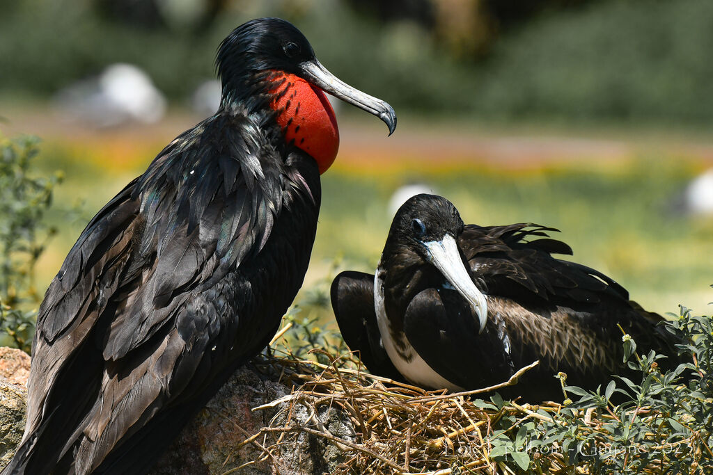 Magnificent Frigatebird