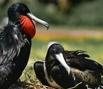 Magnificent Frigatebird