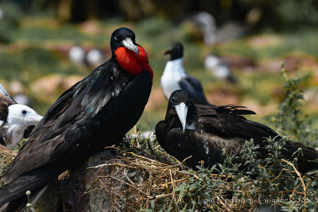 Magnificent Frigatebird