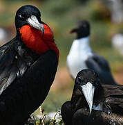 Magnificent Frigatebird