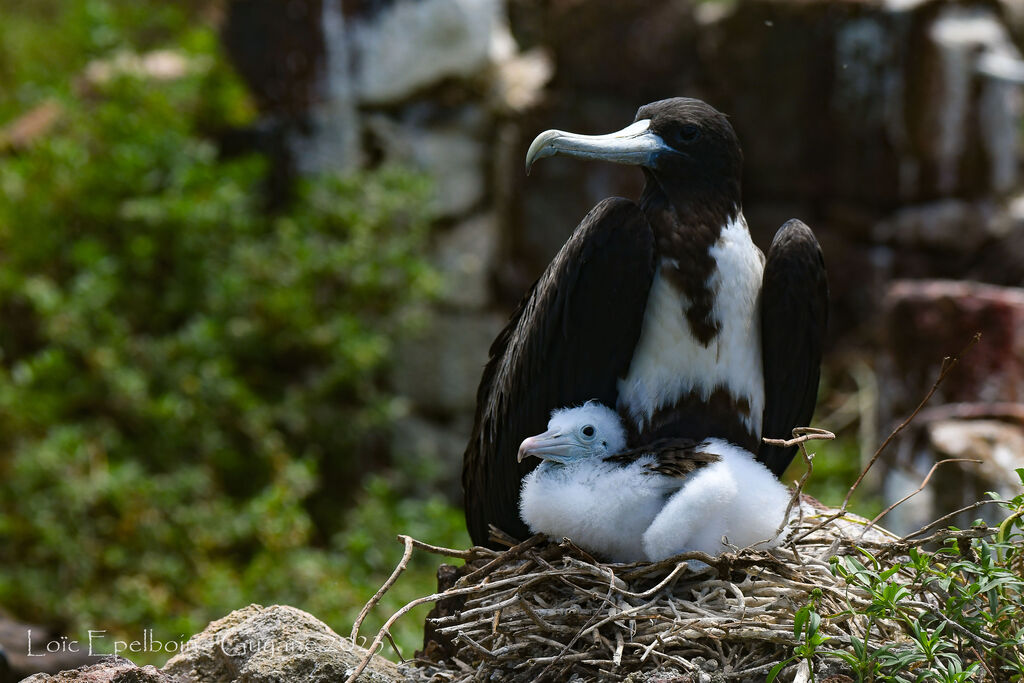 Magnificent Frigatebird