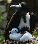 Magnificent Frigatebird