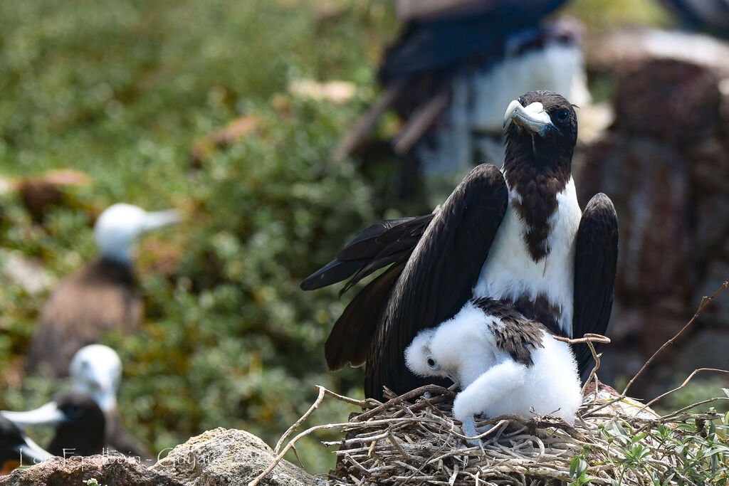 Magnificent Frigatebird