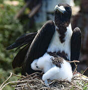 Magnificent Frigatebird