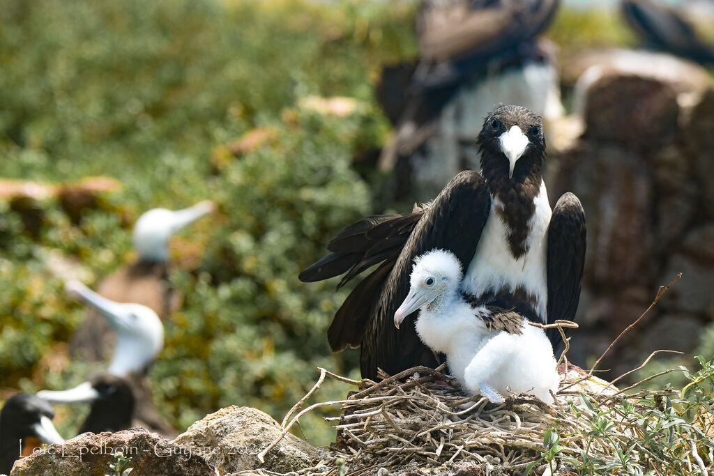 Magnificent Frigatebird