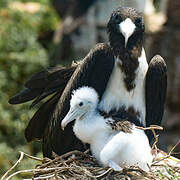 Magnificent Frigatebird