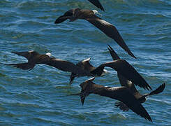 Magnificent Frigatebird