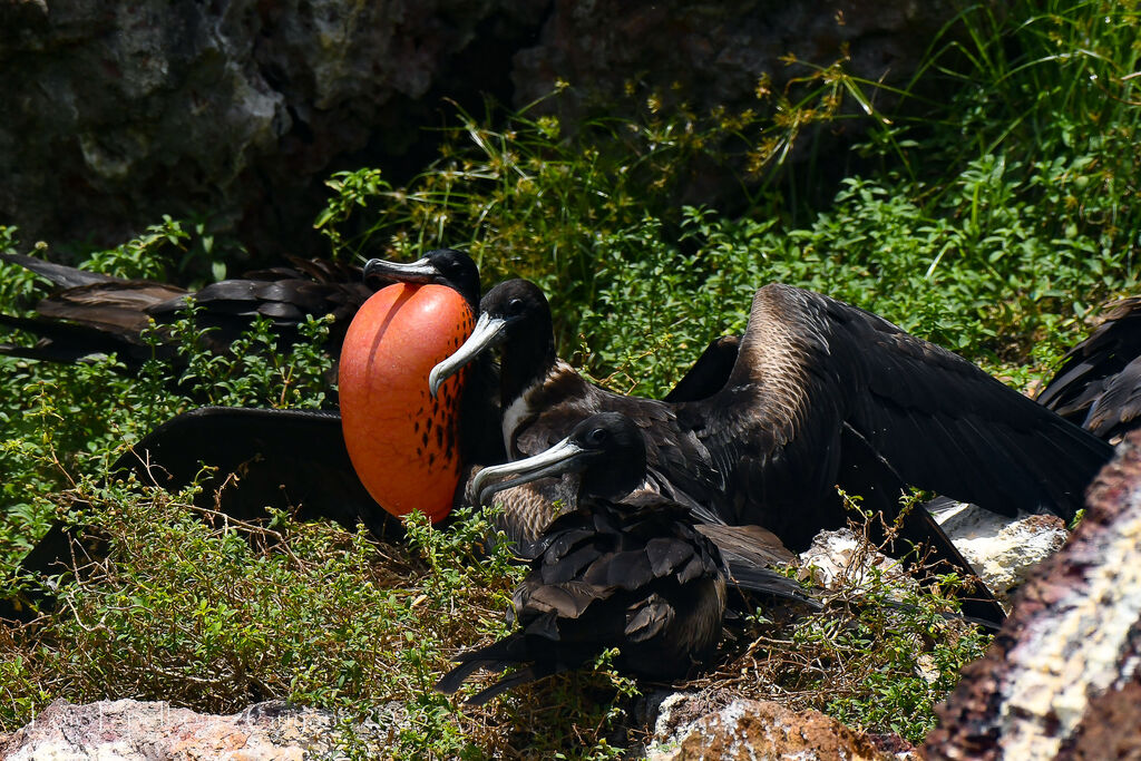 Magnificent Frigatebird