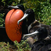 Magnificent Frigatebird