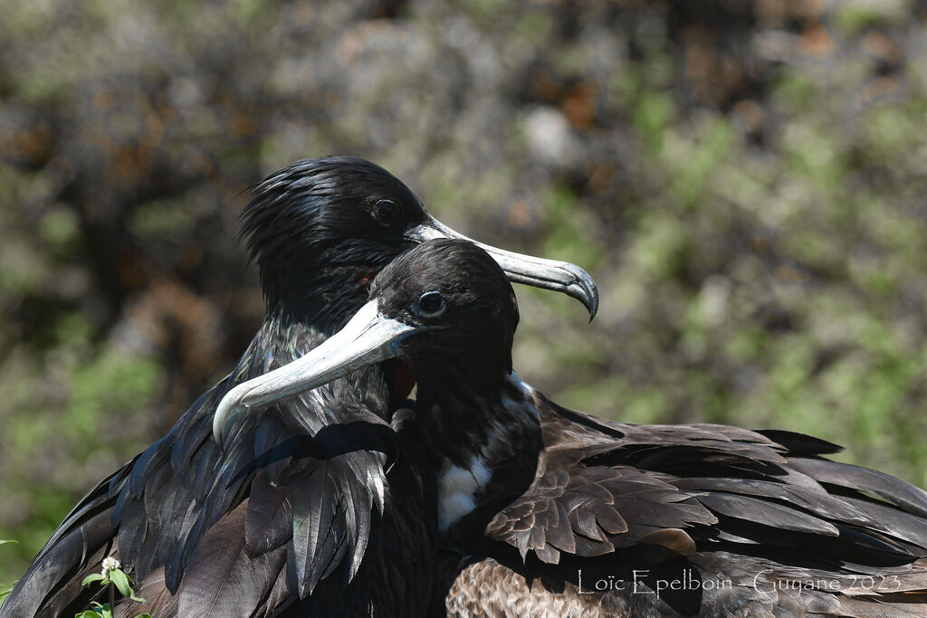 Magnificent Frigatebird