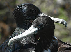 Magnificent Frigatebird