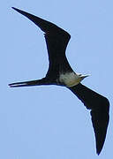 Magnificent Frigatebird