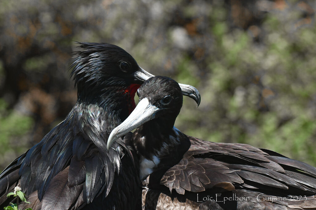 Magnificent Frigatebird