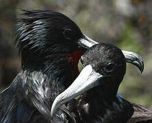 Magnificent Frigatebird