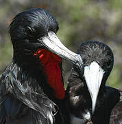 Magnificent Frigatebird