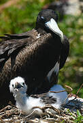 Magnificent Frigatebird