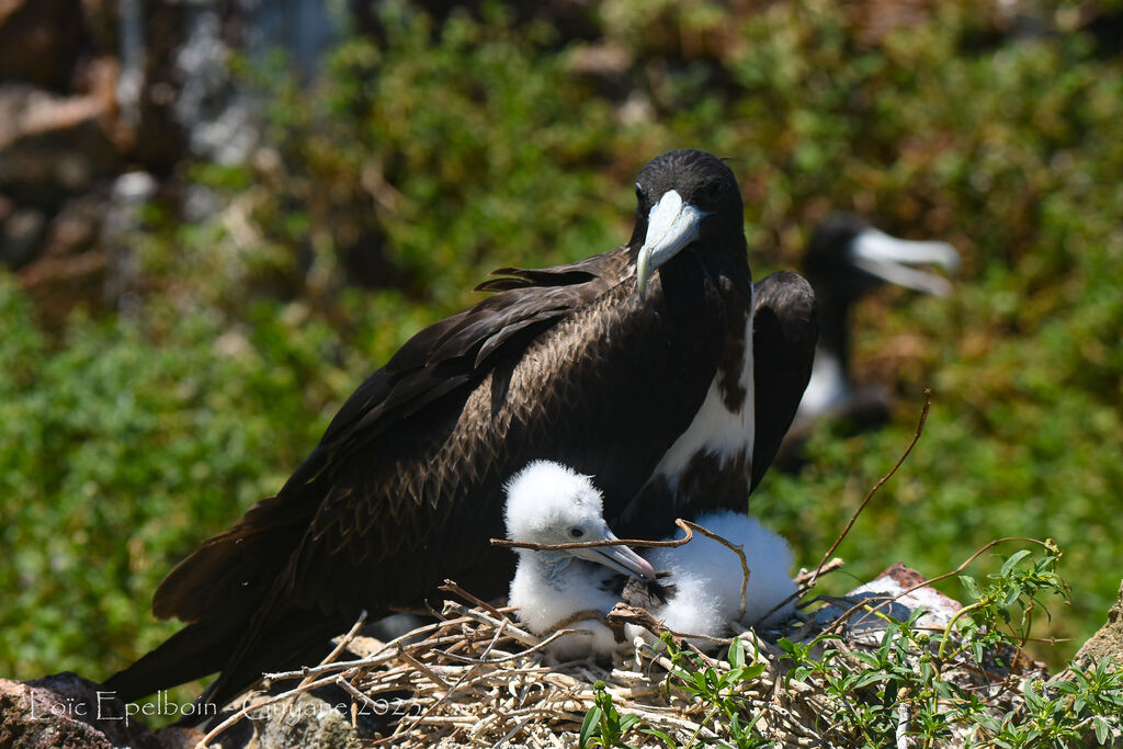 Magnificent Frigatebird