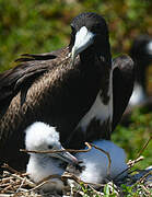 Magnificent Frigatebird