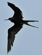 Magnificent Frigatebird