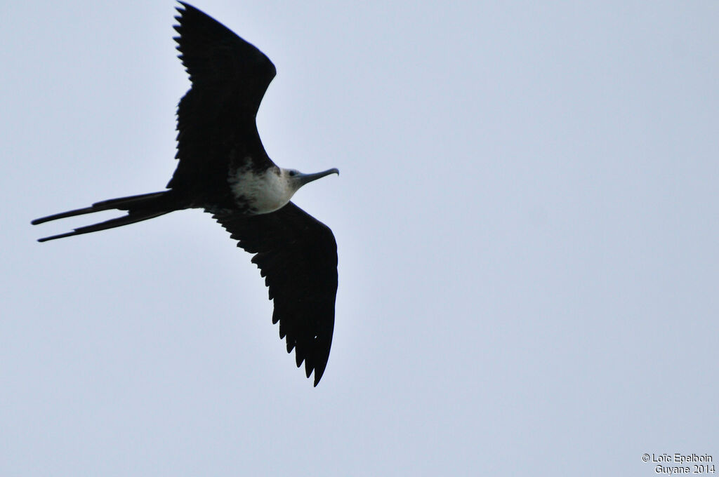 Magnificent Frigatebird