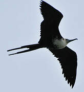 Magnificent Frigatebird